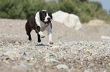 AMSTAFF ADULT 054
